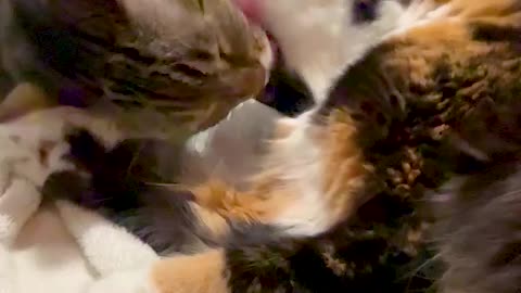 Our little princess Puff being pampered, as usual, by her big sister Beans