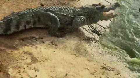 Crocodiles are afraid of shovels.