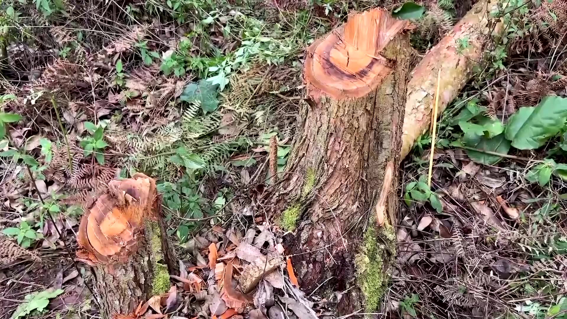 Illegal logging in rebel-held Congo threatens gorillas