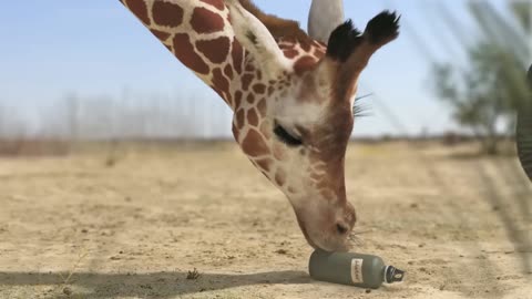 Funny animal clips