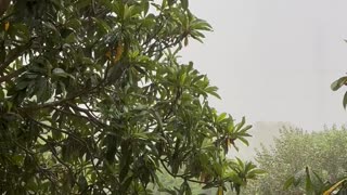 Rain In Florida