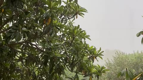 Rain In Florida