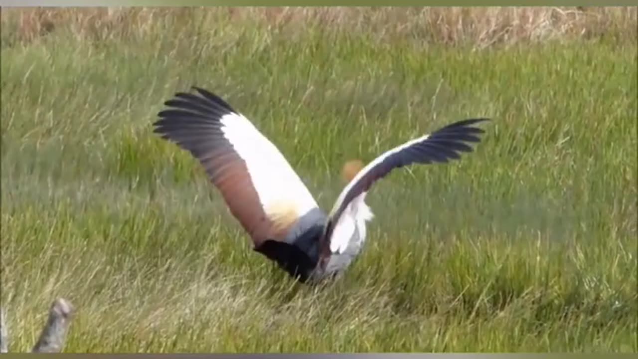 📹 Trending Chinese Viral Videos | Funny, Emotional & Shocking Moments