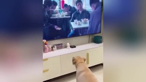 Funniest Cats & Dogs of 2025 🐾😂 | Try Not To Laugh Challenge!