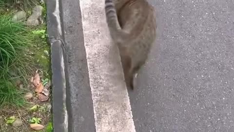 Cats fighting their tails