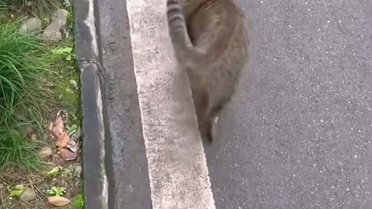 Cats fighting their tails