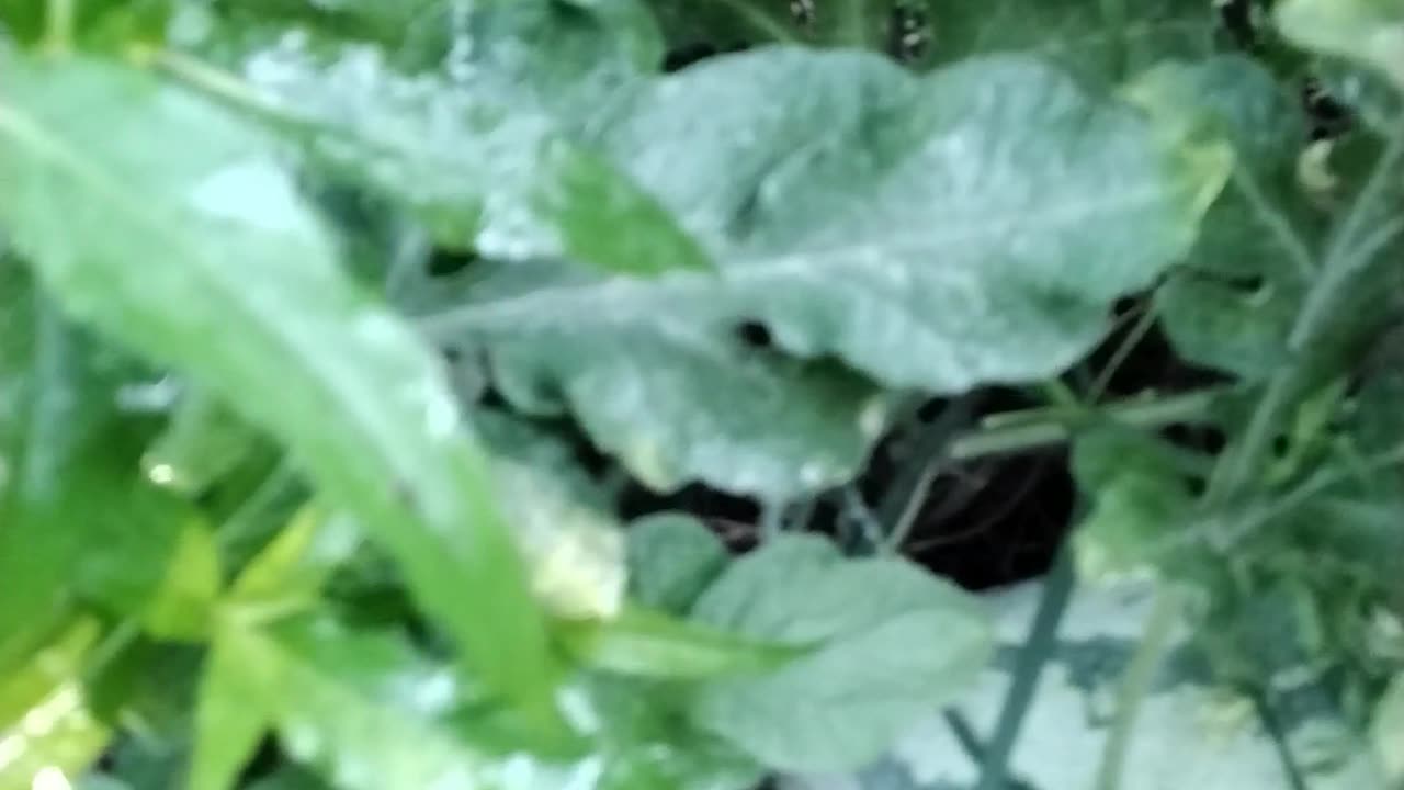 Garden Check In