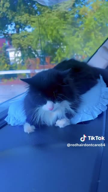 is this true about cats