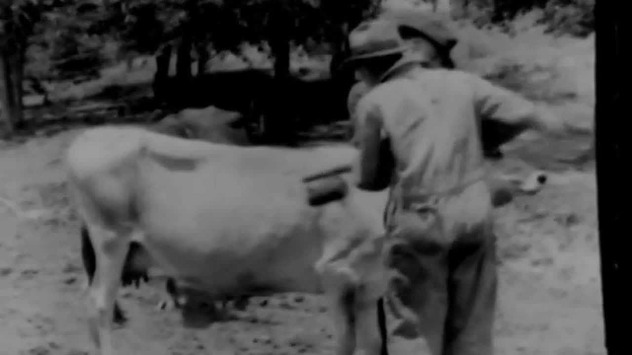 HORN FLIES--PESTS OF CATTLE - HORN FLIES--PESTS OF CATTLE - 33-111