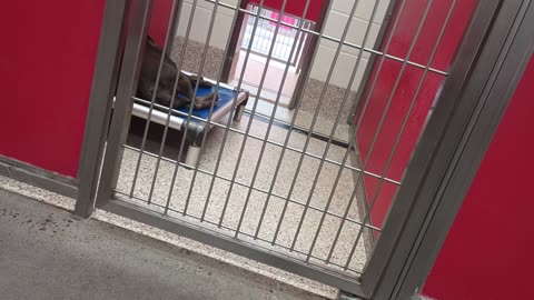 Dutchess 5y A701216 kennel 48 pod 2 PACC shelter she awakens came forward as time passes20250618_592