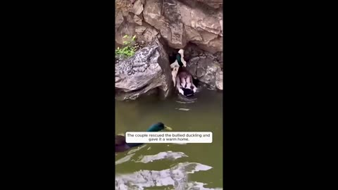 A couple rescued the bullied duckling and gave it a warm home.