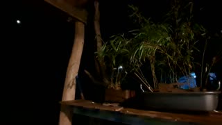 MOON...BAMBOO...INCENSE - RAMMM RAMMM RAMMM...