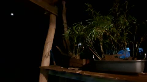 MOON...BAMBOO...INCENSE - RAMMM RAMMM RAMMM...