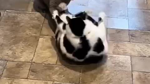 Naughty Cats Play Fun Rumble Thumbnail