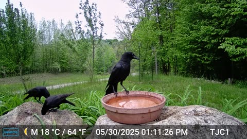 3 Ravens