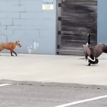 Don’t mess with nesting Canada Geese