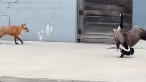 Don’t mess with nesting Canada Geese
