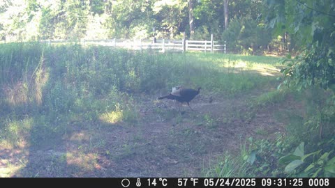 First Turkey Poults 2025