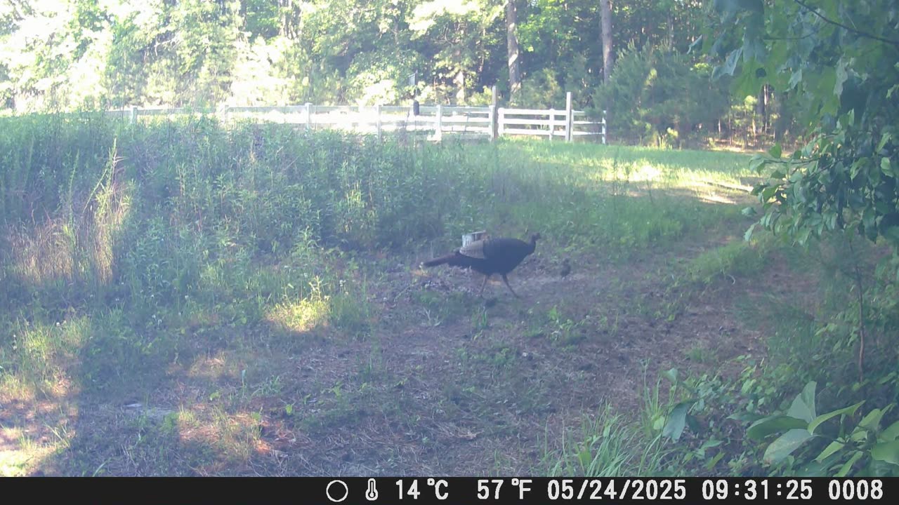 First Turkey Poults 2025