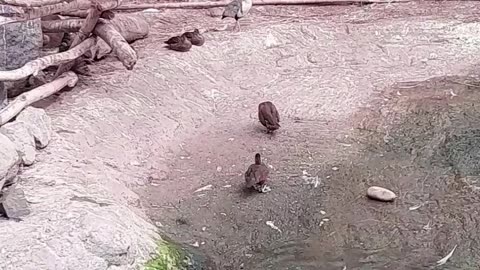 Birds