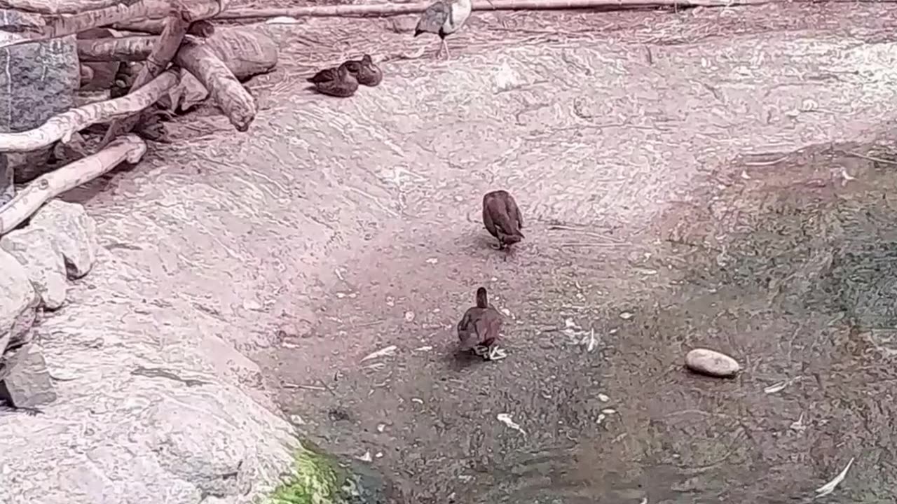 Birds