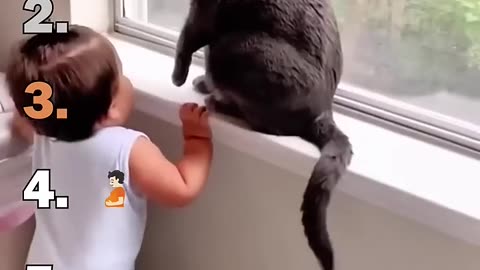 Best Ranking Cats Speaking English Moments
