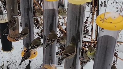 Moving Finch Feeders around trying to find an area of maximum Finching,