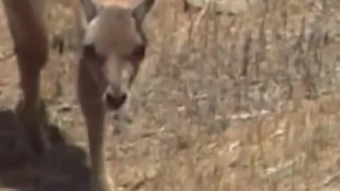guanacos