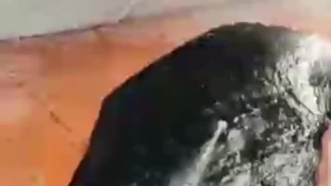 What is this rock?