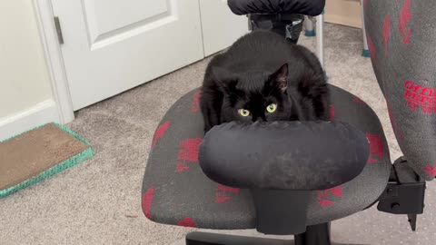 Cute Precious Piper Sits So Gracefully - My Adopted Shelter Cat Vlog