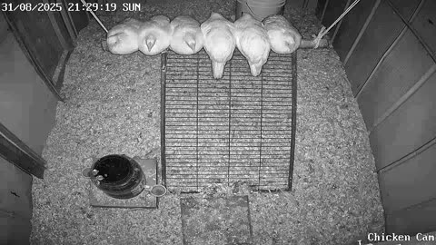 Millar Time Chicken Cam