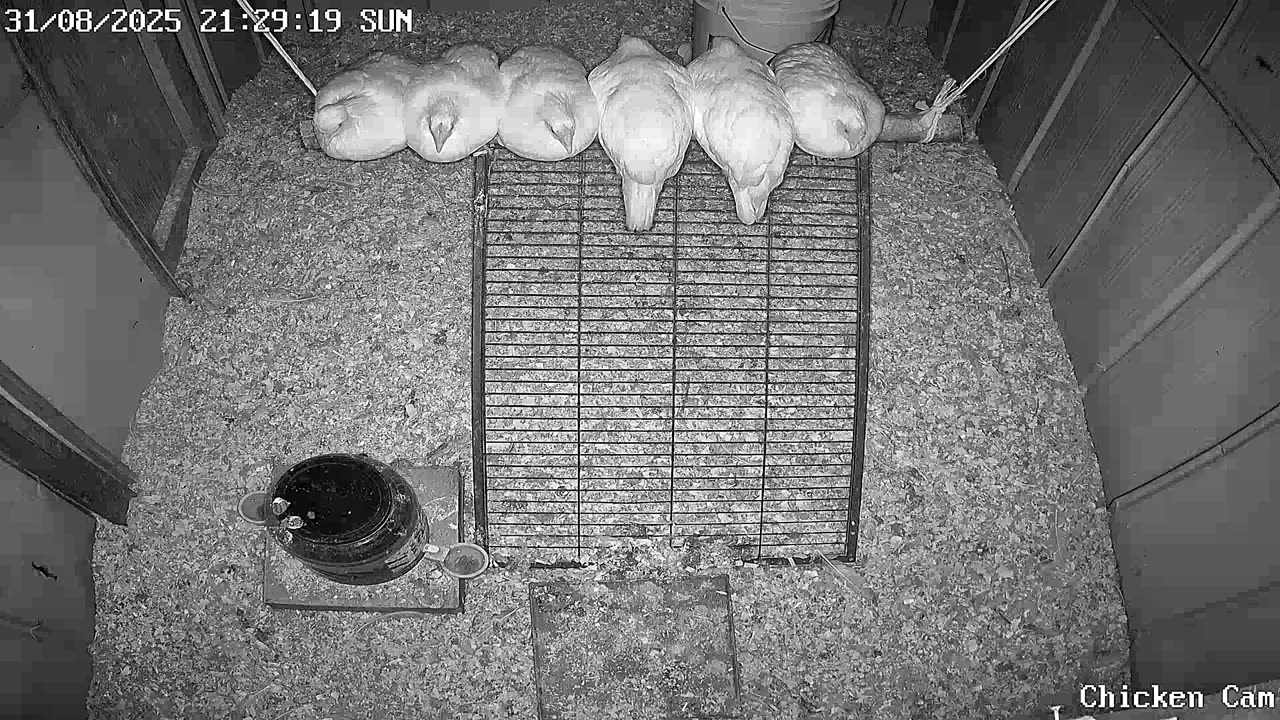 Millar Time Chicken Cam