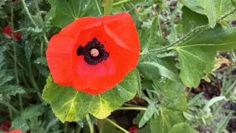 Poppy