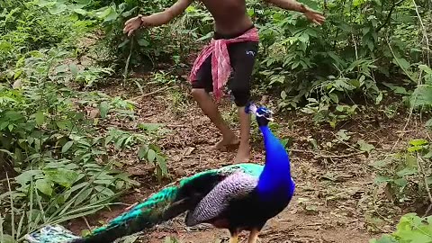 Real Peacock 🦚Catching😱 #jungle #discovery#shortvideos #vfx #animals #vfxind #viral #shorts😱