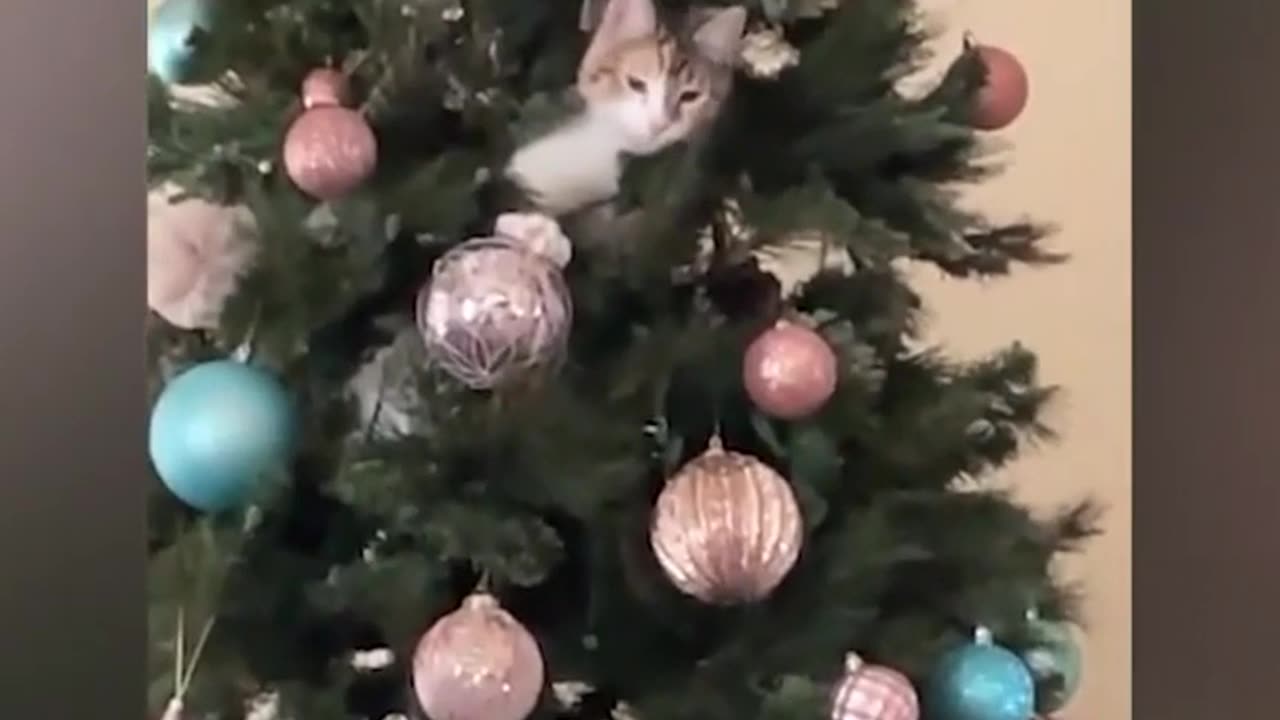 "Meet the internet’s next furry superstars—subscribe before they go viral!"