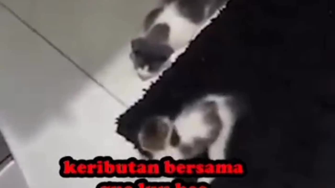 kucing bocil lagi gabut