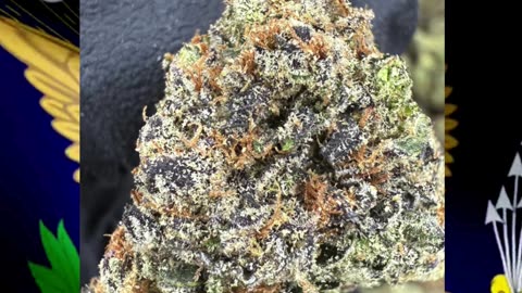 Obama THCa Flower | Exotic Indoor | 31% Potency | Balanced Hybrid | Kush w/ Euphoria #thca