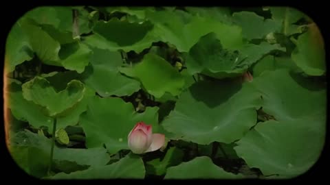 Life sometimes needs silence... - _a playlist for quiet hours_