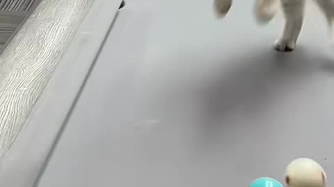funny cats are good at playing with balls