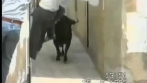 THE MOST INFAMOUS BULL ATTACK IN HISTORY!