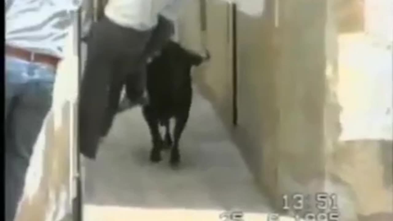 THE MOST INFAMOUS BULL ATTACK IN HISTORY!