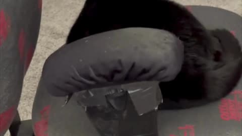 Cute Precious Piper is Hard at Work Taking Inventory - Adopting a Cat from a Shelter Vlog #shorts