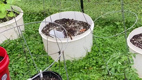 Container garden update post storm