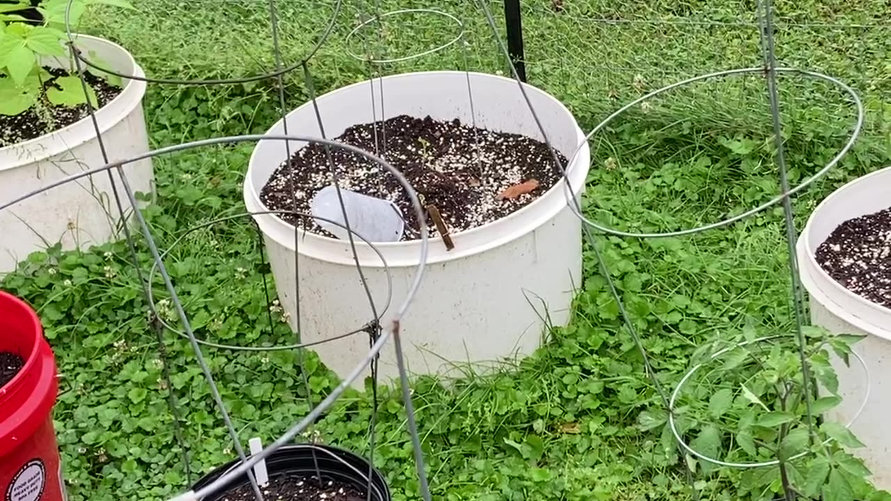 Container garden update post storm