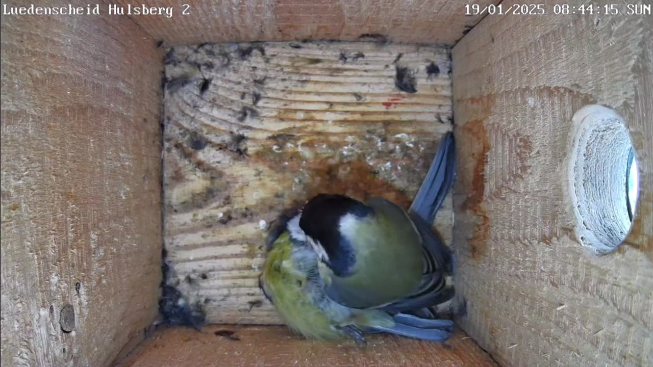 NATURE'S BRUTALITY! Great Tit MURDERS Blue Tit in Shocking Nest Box Fight 🐦💔