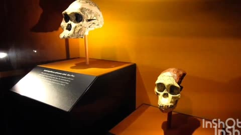 London natural museum