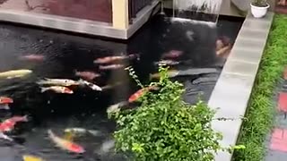 Stunning Koi Pond in the Front Yard