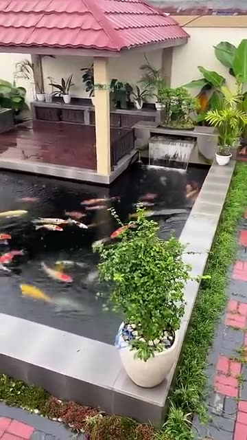 Stunning Koi Pond in the Front Yard