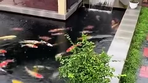 Stunning Koi Pond in the Front Yard