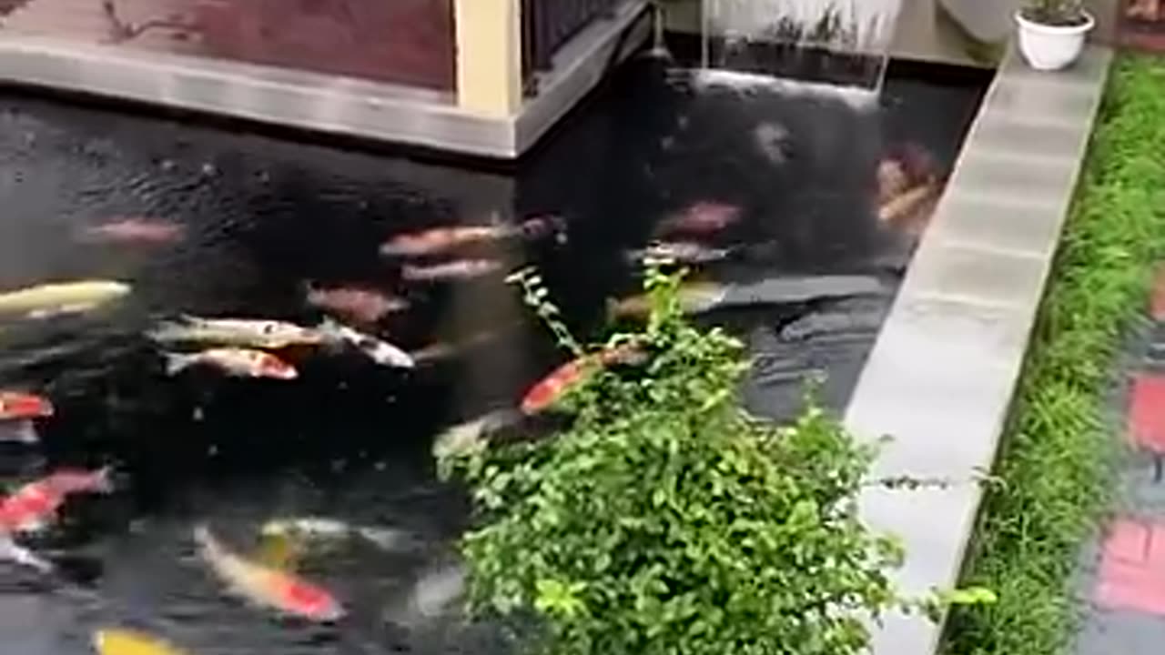Stunning Koi Pond in the Front Yard